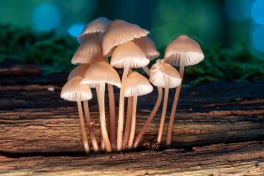 Bir grup mantar yemyeşil ormanda