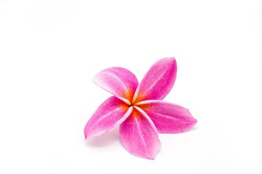Beyaz arka planda izole edilmiş bir kırmızı frangipani çiçeğinin yakın çekimi