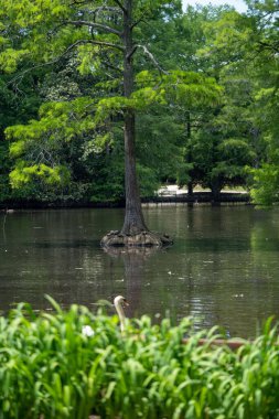 Parktaki gölde gün ışığının altında yüzen bir kuğunun seçici odağı