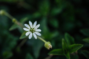 Tarlada bulanık bir arka planda beyaz bir civciv çiçeğinin yakın çekimi.