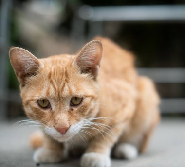 Kızıl bir kedinin gündüz vakti bulanık arkaplanda kameraya bakışının yakın plan görüntüsü.
