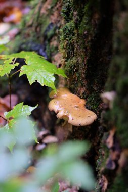 Sarcomyxa serotina mantarının dikey seçmeli odak noktası ormandaki yosunlu ağaç tarafından.