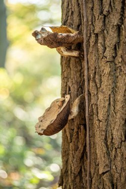 Ağaç gövdesinden büyüyen mantarların yakın çekimi