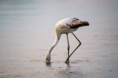 Gölde balık tutan bir Şili flamingosunun (Phoenicopterus chilensis) yakın çekimi