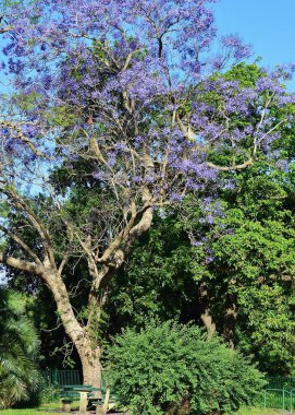 Sydney, Avustralya 'daki Parramatta Park' ta bir manzara