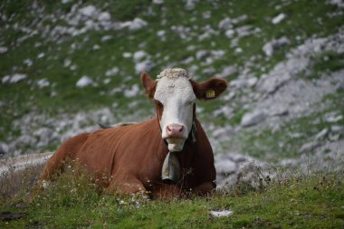 Açık bir arazide çimlerin üzerinde oturan kahverengi bir ineğin manzarası.
