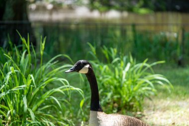 Güney Carolina, Sumter 'daki Kuğu Gölü Iris Bahçeleri yakınlarında yürüyen bir Brent Goose (Branta bernicla).