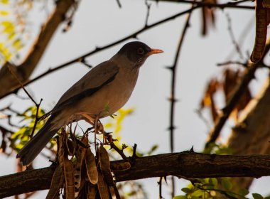 Ağaç dalına tünemiş bir ardıç kuşunun yakın plan çekimi.