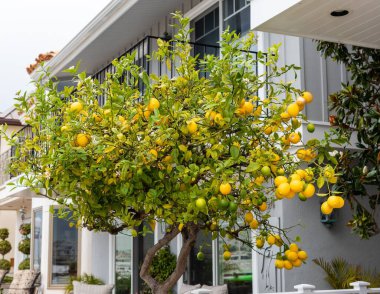 Balboa Adası, Newport Sahili, Kaliforniya 'da özel bir mülkte bir limon ağacı.