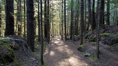Britanya Kolumbiyası, Kanada 'da güzel bir ormanın alçak açılı görüntüsü