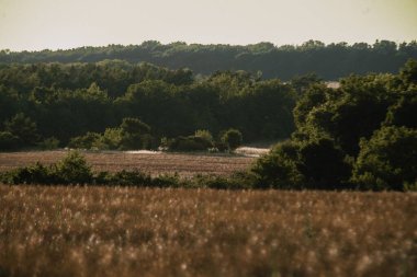 Güneşli bir günde güzel bir tarla manzarası