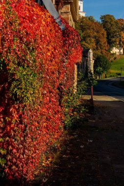 Kırmızı bitkilerin ve ağaçların dikey görüntüsü bir kasabanın yerleşim yerlerini güzelleştiriyor.