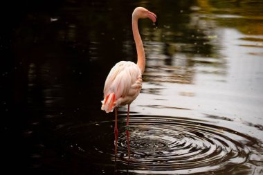 Gölde tünemiş daha büyük bir flamingo