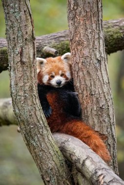 Ağaç dallarında kırmızı bir pandanın dikey görüntüsü.