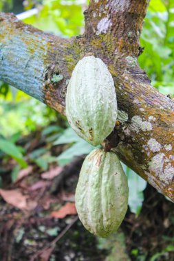 Kakao ağacının dikey görüntüsü Güney Amerika 'dan gelen tarlalarda yetişmiş.