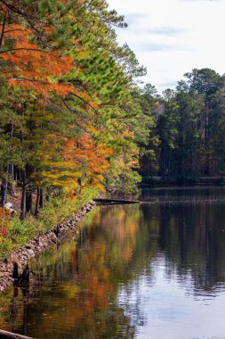 Chesterfield County, Güney Carolina 'daki Cheraw State Park' ta sonbahar ağaçlarıyla çevrili bir gölün dikey görüntüsü.