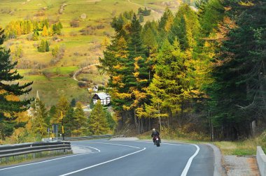 Bir adam yolda çam ağaçlarıyla çevrili bir motosiklet kullanıyor..