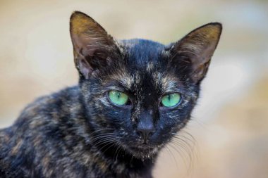 Yeşil keskin gözlü, şirin, küçük, siyah sokak kedisi Hindistan ormanlarında geziniyor.