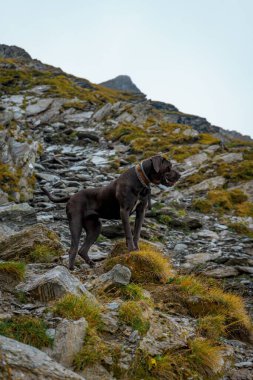 Gündüz vakti dağlarda bir Cane Corso köpeği