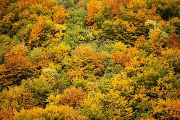 Μια Όμορφη Φωτογραφία Από Φθινοπωρινές Κορυφές Δέντρων — Φωτογραφία Αρχείου