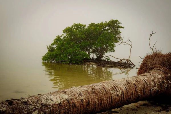Närbild Ett Ensamt Träd Sjön Florida Usa — Stockfoto