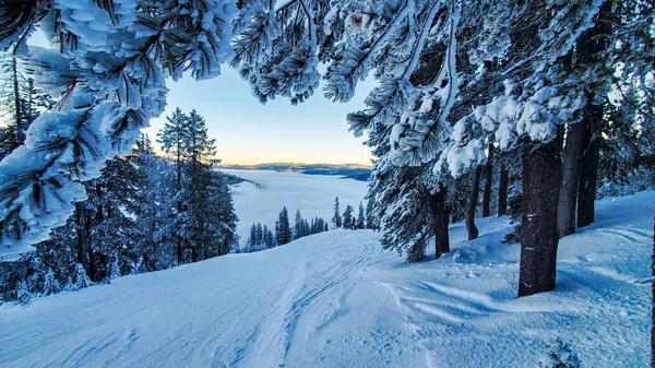 Güzel Kar Ağaçlar Manzarası — Stok fotoğraf