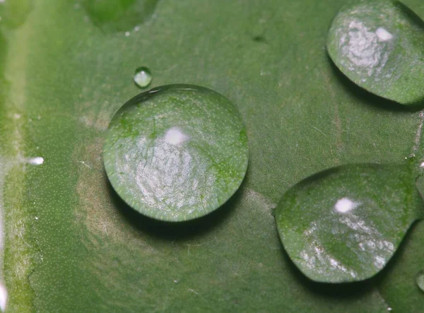 Ett Makro Skott Stor Vacker Droppe Transparent Regnvatten Ett Grönt — Stockfoto