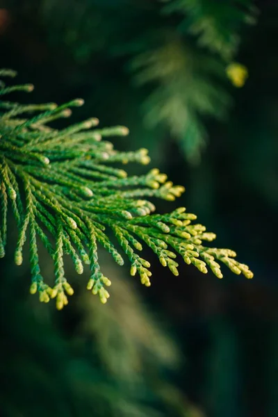 木の上の緑の杉の葉の先端の垂直閉鎖ショット — ストック写真