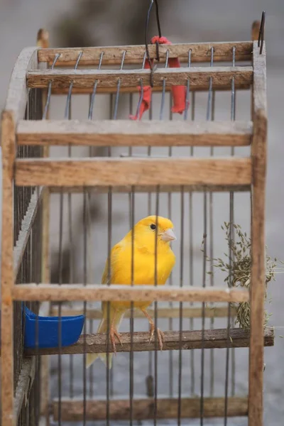 Vertical Yellow Caged Canary Food Water Wooden Cage Outdoors — Stock Photo, Image