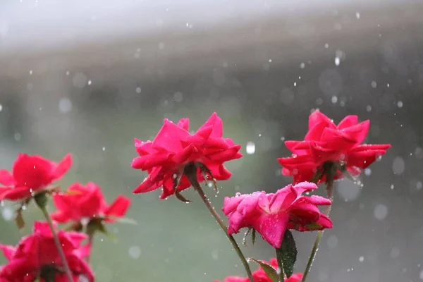 Selektywne Ujęcie Ogniskowe Czerwonych Róż Ogrodzie Pokryte Kroplami Deszczu Podczas — Zdjęcie stockowe