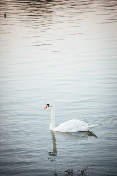 Piękny Biały Łabędź Pływający Wodzie Zachodzie Słońca — Zdjęcie stockowe