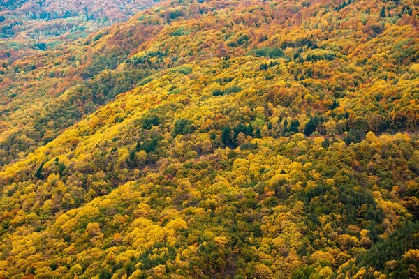 Μια Όμορφη Θέα Των Πολύχρωμων Φθινοπωρινών Δέντρων Ένα Δάσος — Φωτογραφία Αρχείου