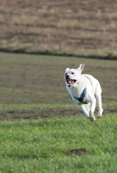 Roztomilý Béžový Labrador Běžící Trávě — Stock fotografie