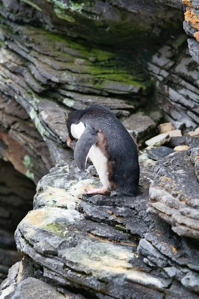 Μια Κάθετη Βολή Του Χαριτωμένου Πιγκουίνου Στα Βράχια — Φωτογραφία Αρχείου