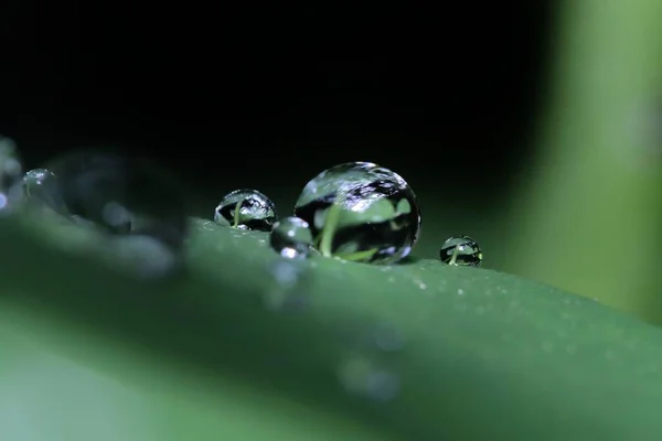 Macro View Rainwater Droplets Leaves — Stock Photo, Image