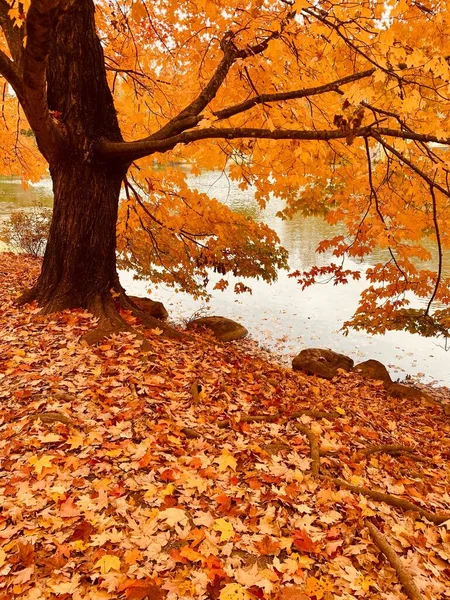 Ένα Κάθετο Πλάνο Ενός Δέντρου Στο Πάρκο Όμορφο Φθινοπωρινό Φύλλωμα — Φωτογραφία Αρχείου