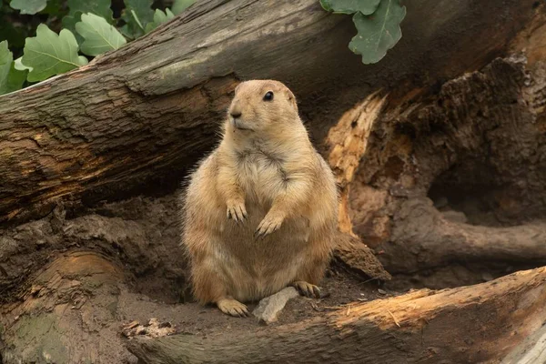 Fluffy Cute Prairie Dog Cynomys Resting Outdoors Tree Blurred Background — Stock Photo, Image