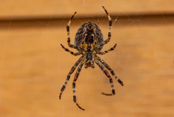 Primer Plano Una Araña Tejedores Órbitas Anguladas Araneus Tela Sobre —  Fotos de Stock