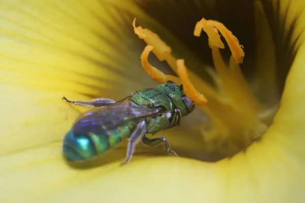A Metallic Green Sweat Bee feeds on a yellow flower