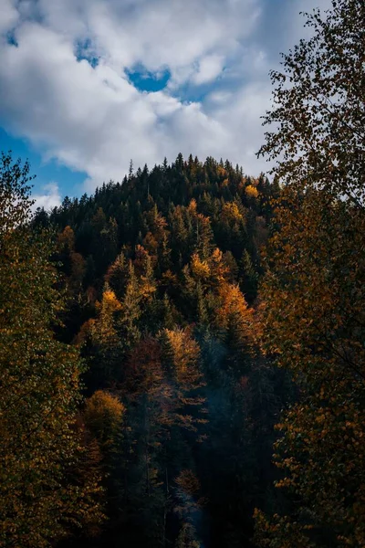 晴れた日に山の上にカラフルな高山の木の垂直ショット — ストック写真