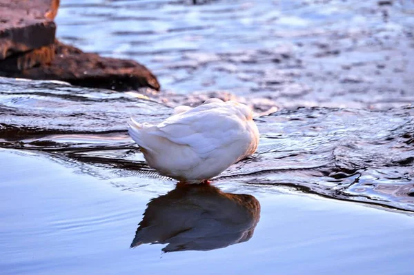 Detailní Záběr Bílou Labuť — Stock fotografie