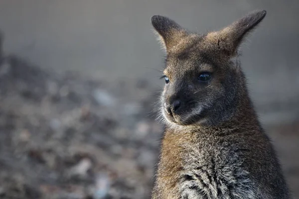 Gros Plan Wallaby Cou Rouge Dans Nid Bois Fond Sombre — Photo