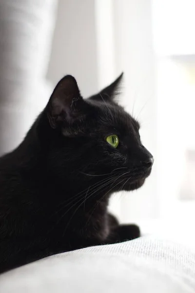 Вертикальный Крупный План Лица Черной Кошки Белом Размытом Фоне — стоковое фото