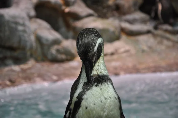 Closeup Humboldt Penguin Posing Seashore — Stock Photo, Image