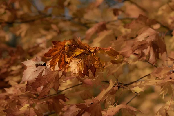 一缕金黄的叶子在一棵树上的特写 — 图库照片