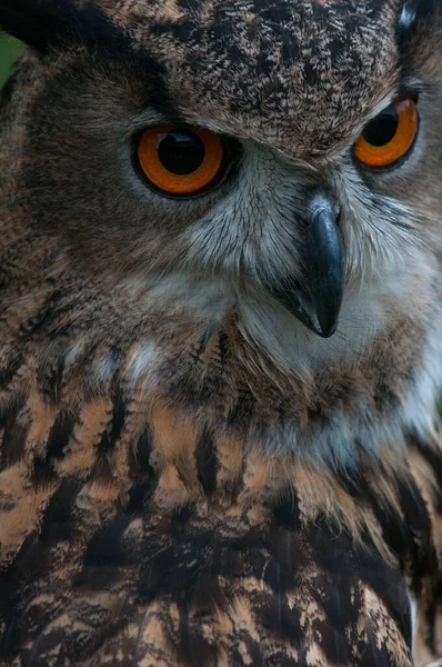 Vertical Closeup Eurasian Eagle Owl — Stock Photo, Image