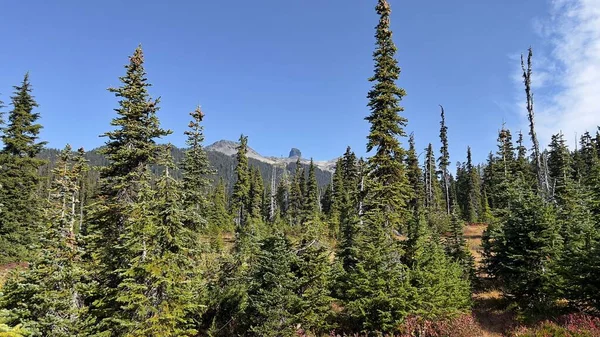Das Gebiet Des Garibaldi Sees Garibaldi Provincial Park Kanada — Stockfoto