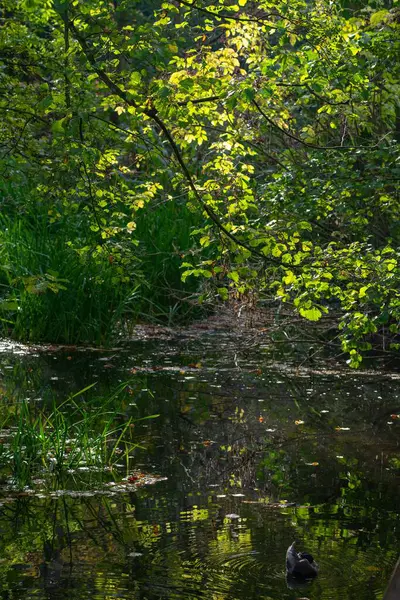 緑の木々に囲まれた池で泳ぐカモの垂直ショット — ストック写真