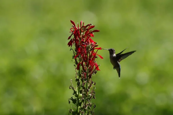 Gros Plan Colibri Recueillant Nectar Une Fleur Cardinale Rouge Par — Photo