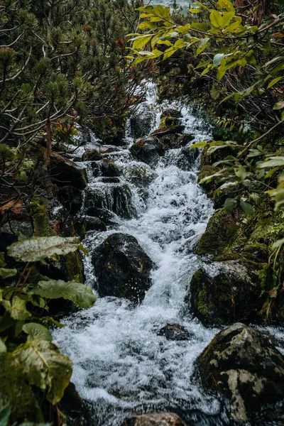 Tiro Vertical Rio Espumoso Cercado Pelas Árvores Verdes Floresta Dia — Fotografia de Stock